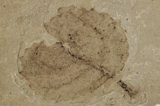 Fossil Plant (Fagus?) Leaf - McAbee, BC #262254