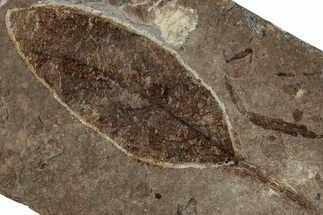 Fossil Hardwood Deciduous Tree Leaf (Robinia) - Nebraska #262303