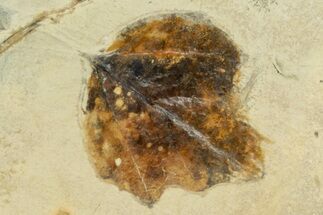 Fossil Leaf (Archeampelos) - Montana #262331