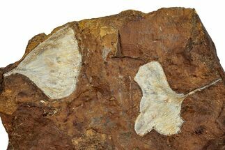 Two Fossil Ginkgo Leaves From North Dakota - Paleocene #262341