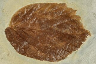 Fossil Leaf (Beringiaphyllum) - Montana #262354