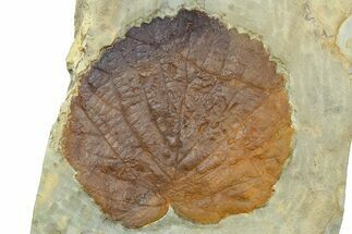 Fossil Leaf (Davidia) - Montana #262342