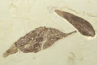 Two Fossil Leaves (Rhus & Caesalpinia) - Utah #262390