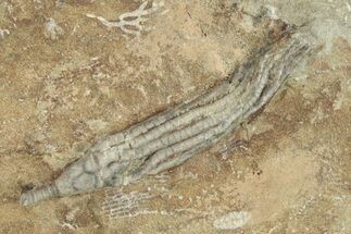 Fossil Crinoid (Hypselocrinus) - Crawfordsville, Indiana #262449