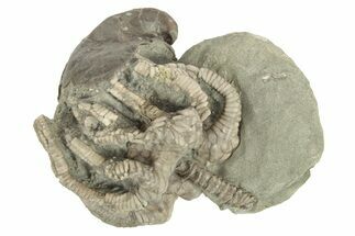 Fossil Crinoid (Agaricocrinus) and Gastropod (Platyceras) - Indiana #262452