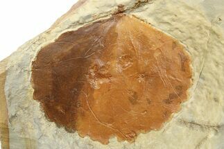 Fossil Leaf (Zizyphoides) - Montana #262395