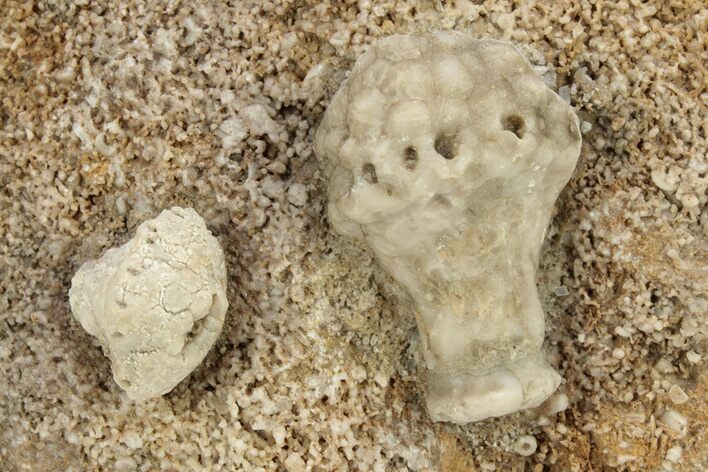 Two Mississippian Crinoid (Uperocrinus & Macrocrinus) - Missouri ...