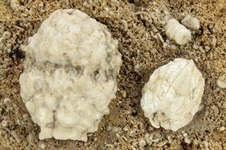 Crinoid (Cactocrinus) & Blastoid (Cryptoblastus) Plate - Missouri #262444