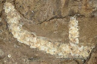 Paleocene Fossil Catkin (Palaeocarpinus) - North Dakota #262424