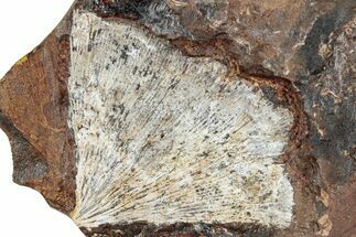 Fossil Ginkgo Leaf From North Dakota - Paleocene #262474