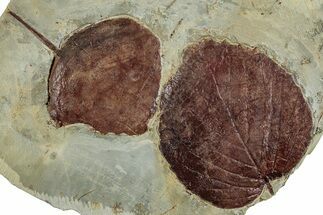Wide Plate with Two Fossil Leaves (Two Species) - Montana #262503