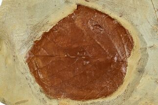 Fossil Leaf (Davidia) - Montana #262507