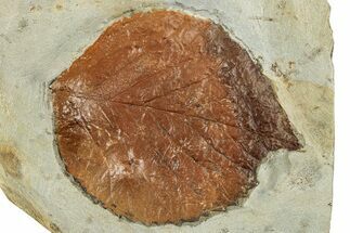 Fossil Leaf (Davidia) - Montana #262509