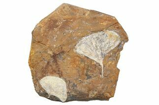 Two Fossil Ginkgo Leaves From North Dakota - Paleocene #262614