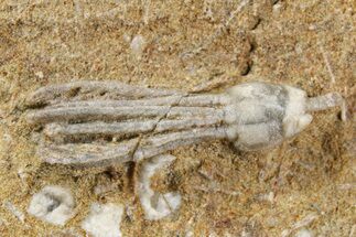 Fossil Crinoid (Dichocrinus) - Crawfordsville, Indiana #262462