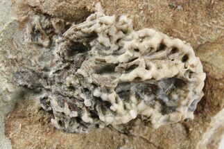 Fossil Crinoid (Lanecrinus) - Crawfordsville, Indiana #262466