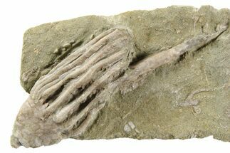 Fossil Crinoid (Macrocrinus) - Crawfordsville, Indiana #262480