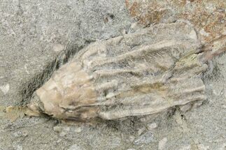 Fossil Crinoid (Macrocrinus) - Crawfordsville, Indiana #262486
