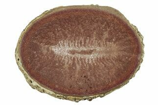 Fossil Worm (Rhaphidiophorus) Nodule Half - Illinois #262597