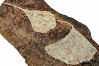 Two Fossil Ginkgo Leaves From North Dakota - Paleocene #262644