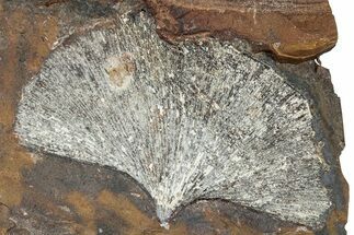 Fossil Ginkgo Leaf From North Dakota - Paleocene #262669