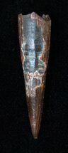 Large Rooted Pterosaur Tooth - Kem Kem Beds #15360