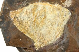 Fossil Ginkgo Leaf From North Dakota - Paleocene #262730