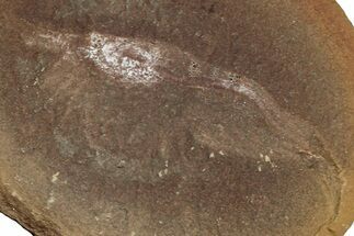 Fossil Shrimp (Peachocaris) Nodule Pos/Neg - Illinois #262561