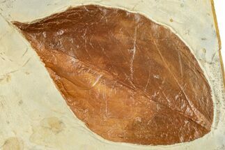 Fossil Leaf (Magnolia) - Montana #262694