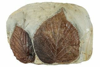 Wide Plate with Two Fossil Leaves (Two Species) - Montana #262695