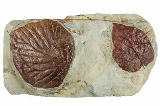 Wide Plate with Two Fossil Leaves (Two Species) - Montana #262697