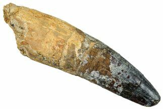 Fossil Spinosaurus Tooth - Giant Dinosaur Tooth #262977