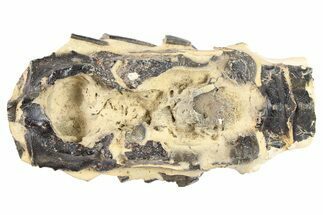 Fossil Spear Lobster (Linuparus) - South Dakota #262508