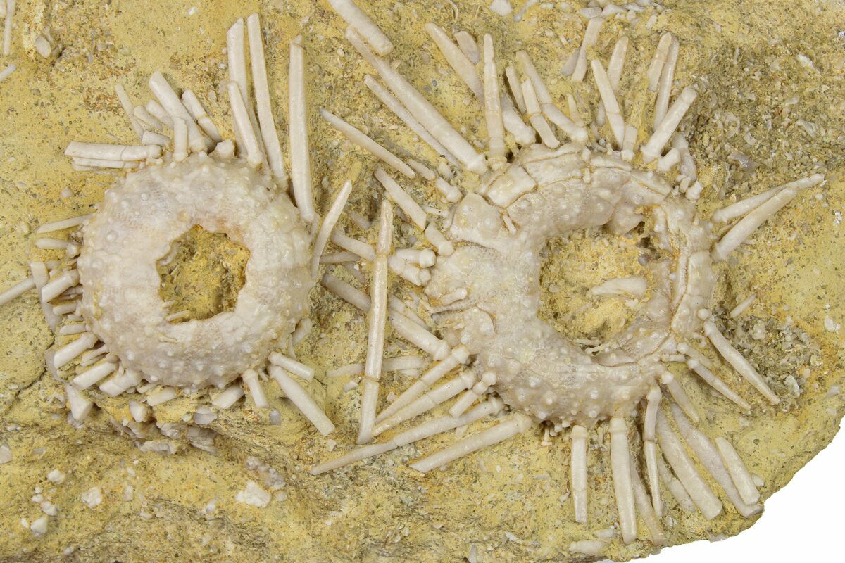 23 Cretaceous Fossil Urchin Phymosoma Plate Morocco 262519 For Sale