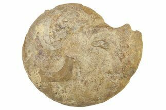 Carboniferous Fossil Goniatite (Muensteroceras) - Indiana #262999