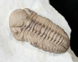 Gorgeous Kainops Trilobite - Oklahoma #15375