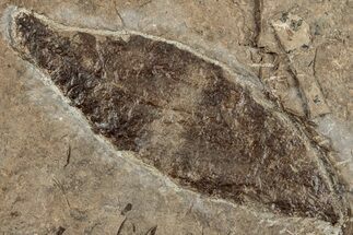 Fossil Ash Leaf (Fraxinus) - Nebraska #262741