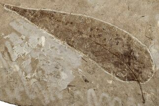 Miocene Fossil Leaf (Cedrela) - Nebraska #262743