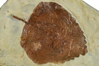Fossil Leaf (Zizyphoides) - Montana #262761