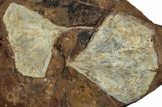 Two Fossil Ginkgo Leaves From North Dakota - Paleocene #263007