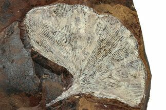 Double-Sided Fossil Ginkgo Leaves From North Dakota - Paleocene #263028