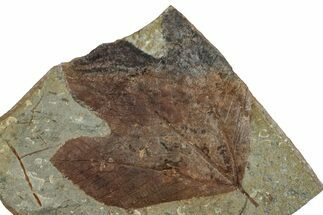 Fossil Sycamore Leaf (Macginitiea) - Montana #263031