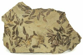 Fossil Fish (Gosiutichthys) Mortality Plate - Wyoming #261922