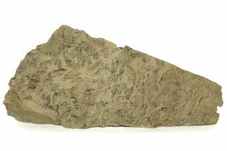 Fossil Fish (Gosiutichthys) Mortality Plate - Wyoming #261923