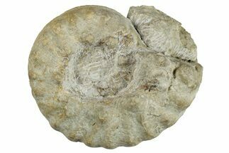 Cretaceous Ammonite (Pervinquieria) Fossil - Texas #262715