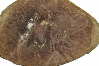 Fossil Shrimp (Peachocaris) Nodule Pos/Neg - Illinois #262960