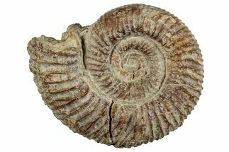 Jurassic Ammonite (Pleuroceras) Fossil - Germany #262971