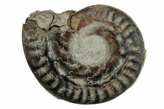Toarcian Ammonite (Hildoceras) Fossil - France #262992