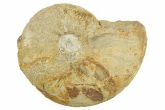 Jurassic Fossil Ammonite (Leioceras) - Dorset, England #262666