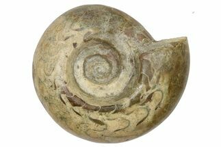 Permian Ammonite (Paralegoceras) Fossil - Timor #262689